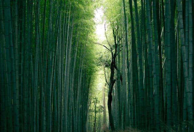 bamboo