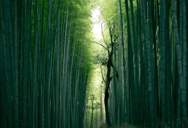 bamboo