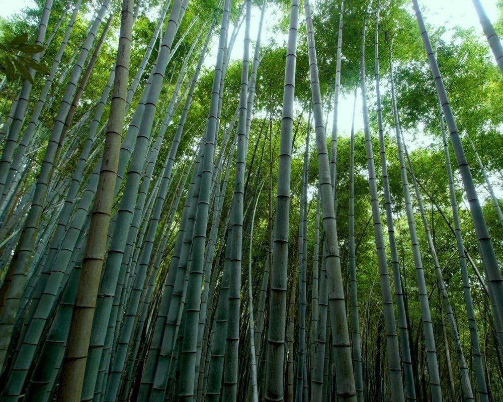 master-roll-bamboo-forest-2