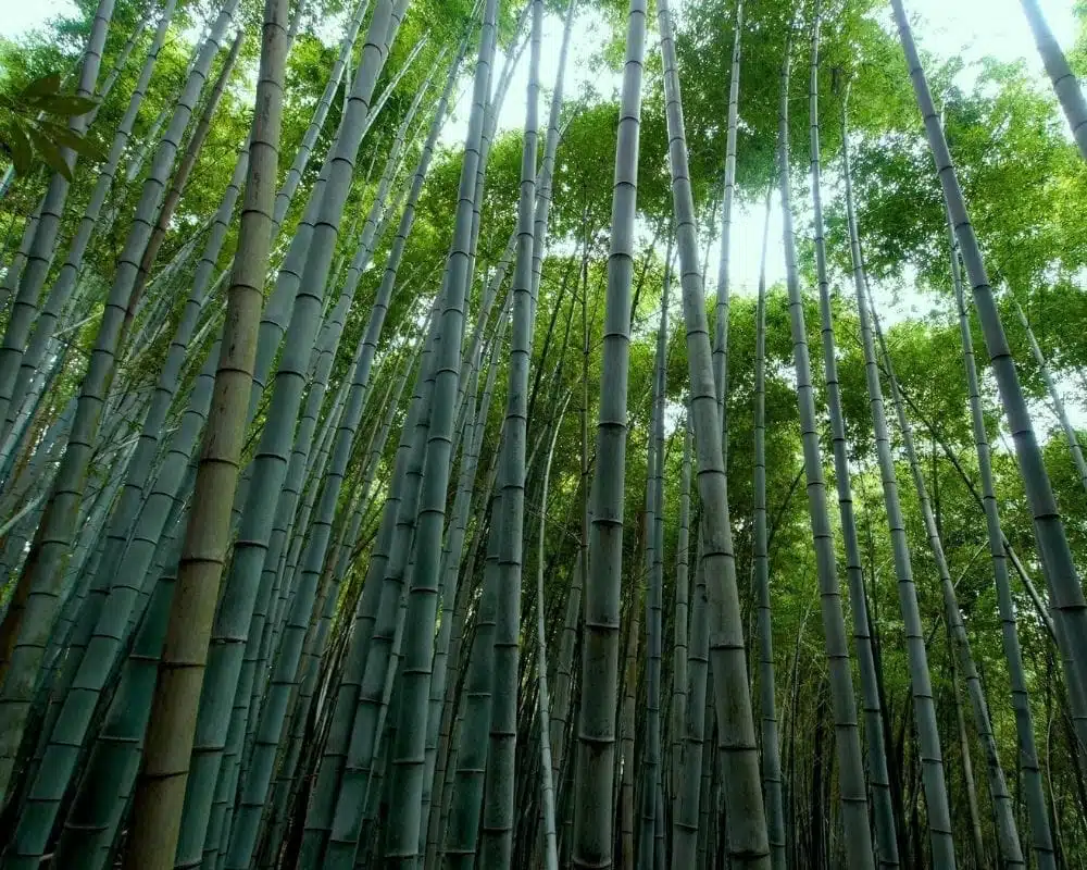 master-roll-bamboo-forest-2