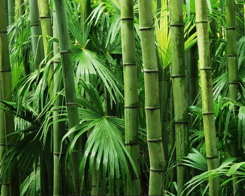 master-roll-bamboo-forest
