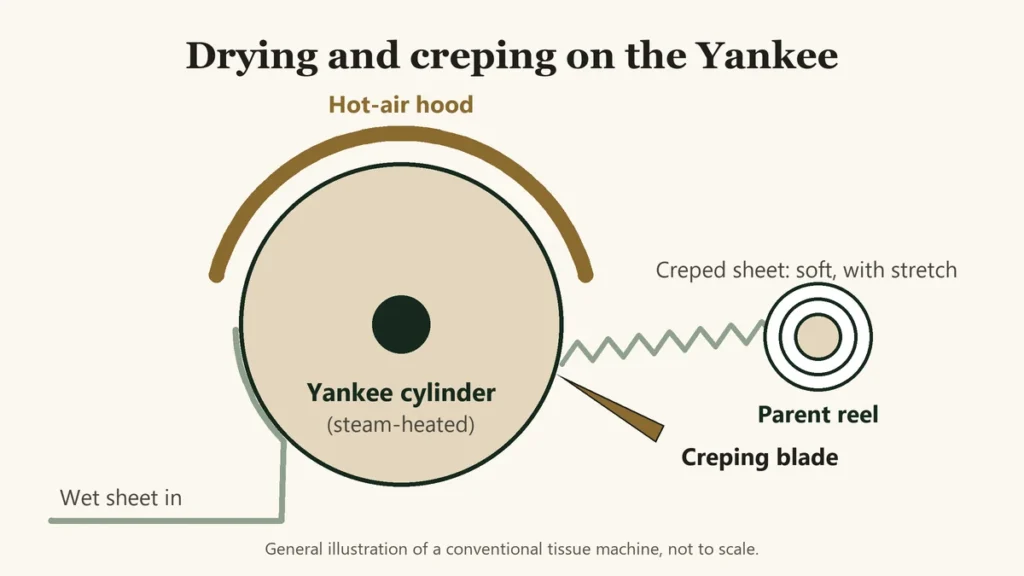 Illustration of a wet tissue sheet drying on a steam-heated Yankee cylinder under a hot-air hood, with a creping blade lifting the dry sheet off as creped paper that is wound onto a parent reel